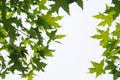 Fresh plane trees leaves Royalty Free Stock Photo