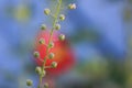 Fresh plant buds against colorful background