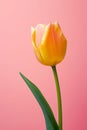 Spring green bloom yellow tulip flower plant nature leaf red blossom Royalty Free Stock Photo