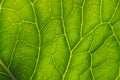 Fresh plant leaf close-up in the sun. Mosaic pattern of green cells and yellow veins. Abstract background on a floral theme. Royalty Free Stock Photo