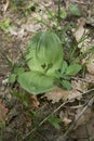 Neottia ovata uncultivated orchid