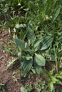 Plantago media close up