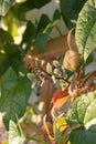 Fresh plant shoot of cobaea in small vertical garden on the balcony