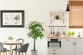 Fresh plant standing next to wooden dining table with chairs in real photo of bright kitchen interior with pastel pink utensils an Royalty Free Stock Photo