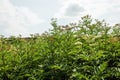 fresh plant valerian flowers Valeriana officinalis with berries. garden valerian, garden heliotrope and all-heal flowers in meadow