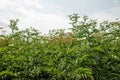 fresh plant valerian flowers Valeriana officinalis with berries. garden valerian, garden heliotrope and all-heal flowers