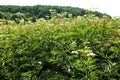 fresh plant valerian flowers Valeriana officinalis with berries. garden valerian, garden heliotrope and all-heal flowers