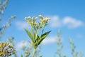 fresh plant valerian flowers Valeriana officinalis . garden valerian, garden heliotrope and all-heal flowers in meadow