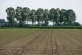 Fresh plantations in brown, prepared soil at an agriculture field around Hulst, The Netherlands