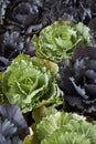 Fresh plants of Brassica oleracea var. capitate