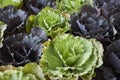 Fresh plants of Brassica oleracea var. capitate Royalty Free Stock Photo