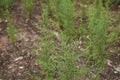 Fresh plants of Dittrichia graveolens in a garden