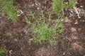 Fresh plants of Dittrichia graveolens in a garden