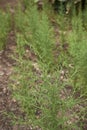 Fresh plants of Dittrichia graveolens in a garden