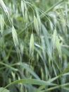 Avena sterilis close up