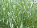 Fresh seed pods of Avena sterilis plant