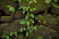 Fresh plants on a moss rock Royalty Free Stock Photo