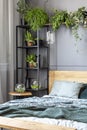 Fresh plants placed in grey room interior with metal rack with d