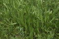 Plantago lanceolata plants in a field