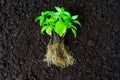 Fresh Plants with Rich Roots Ready for Transplanting Royalty Free Stock Photo