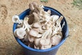 Fresh Pleurotus Pulmonarius Mushroom. Royalty Free Stock Photo