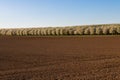 Fresh plowed agricultural field in the netherlands with at the horizon a field of apple trees