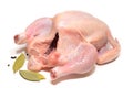 Fresh plucked chicke. Meat dish Royalty Free Stock Photo
