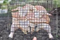 Fresh plucked chicken on barbeque grill cooking