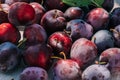 Fresh plum, fruits of ripe organic fruits on kitchen table, top view. seasonal harvest