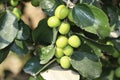 Fresh plum on tree with green leaf.