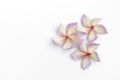 Fresh Plumeria flower isolate on white background Royalty Free Stock Photo