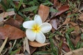 fresh Plumeria flower lies on the forest floor in Hawaii Royalty Free Stock Photo