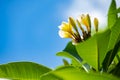 Plumeria rubra cv acutifolia under the blue sky