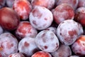 Fresh plums Royalty Free Stock Photo