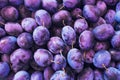 Fresh Plums. Blue and violet plums background texture. Royalty Free Stock Photo