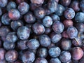 Fresh plums closeup background Royalty Free Stock Photo