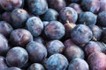 Fresh plums closeup background Royalty Free Stock Photo
