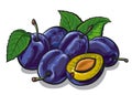 Fresh plums Royalty Free Stock Photo