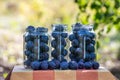 Fresh plums in jars prepared for canning Royalty Free Stock Photo