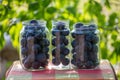 Fresh plums in jars prepared for canning Royalty Free Stock Photo