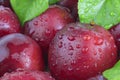 Fresh plums with leaves and water drops, macro photo. Texture background of fresh red plums. Copy space Royalty Free Stock Photo