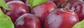 Fresh plums with leaves and water drops, macro photo. Texture background of fresh red plums. Banner. Panoramic background. Copy Royalty Free Stock Photo