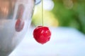 fresh pocked ripe organic cherries Royalty Free Stock Photo