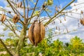 the fresh pods bombax hanging on prickly tree, bombax ceiba, kapok pods,