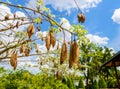 the fresh pods bombax hanging on prickly tree, bombax ceiba, kapok pods,