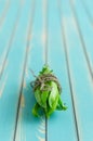 Fresh pods buch of green peas on rustic wooden turquoise table