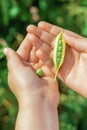 Fresh pods of green peas in hands of child Royalty Free Stock Photo