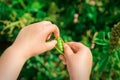 Fresh pods of green peas in hands of child Royalty Free Stock Photo