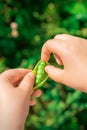 Fresh pods of green peas in hands of child Royalty Free Stock Photo