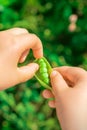 Fresh pods of green peas in hands of child Royalty Free Stock Photo